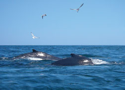 Cape Cod Private Whale Watching Cruises